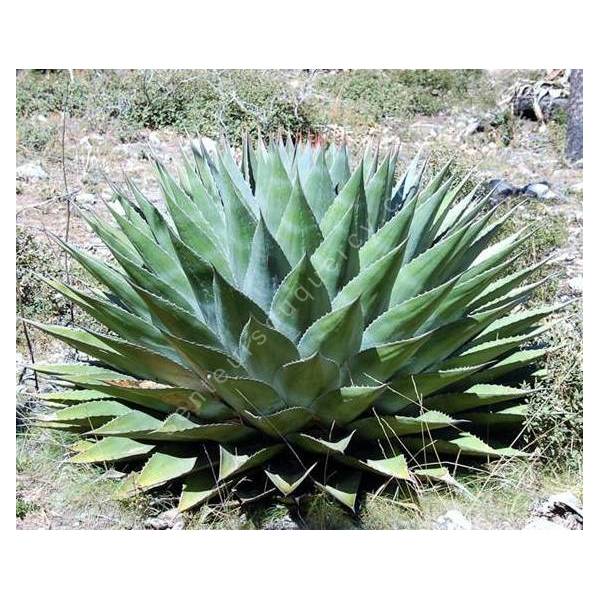 Agave montana - Agave des montagnes