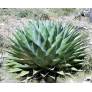 Agave montana - Agave des montagnes