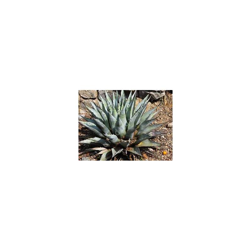 Agave neomexicana | Agave du Nouveau-Mexique