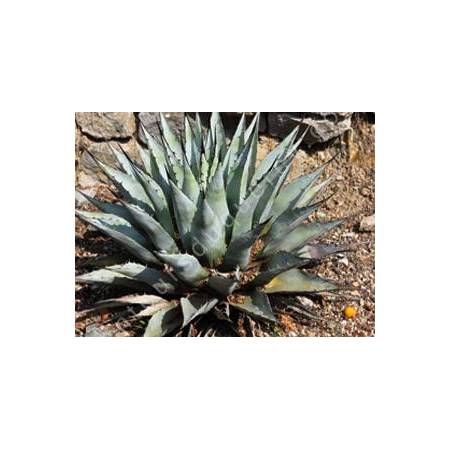 Agave neomexicana