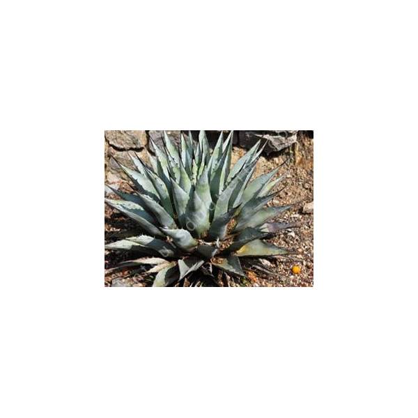 Agave neomexicana