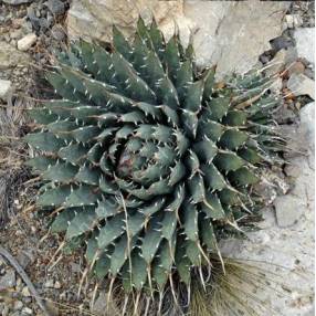 Agave utahensis - Agave de l'Utah