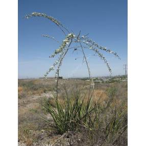 Hesperaloe funifera - Hesperaloe géant