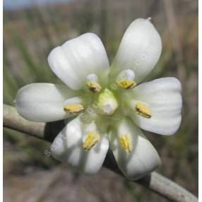 Hesperaloe funifera - Hesperaloe géant