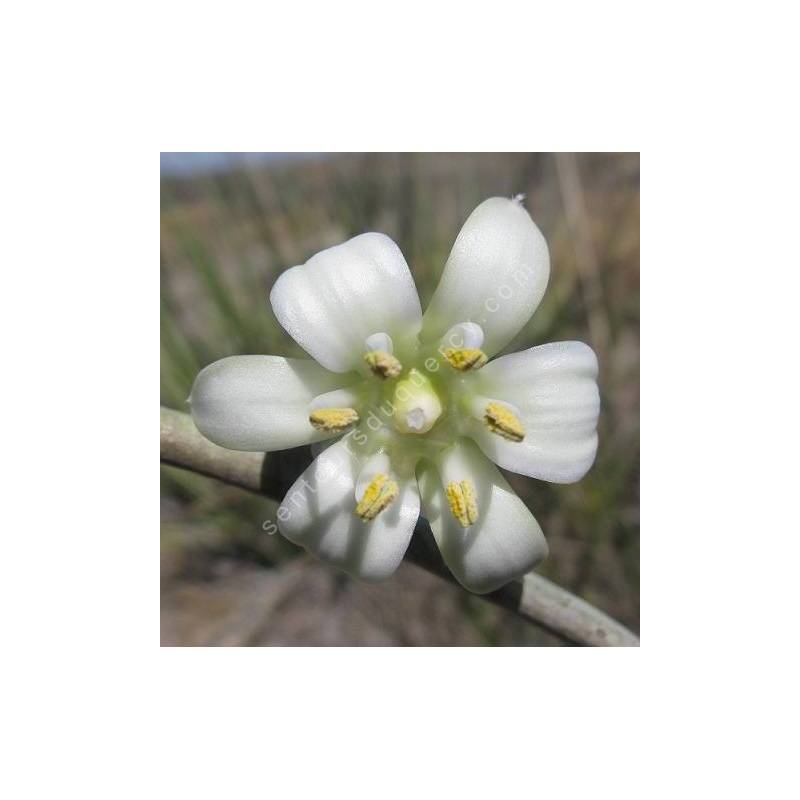 Hesperaloe funifera - Hesperaloe géant