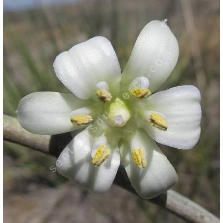 Hesperaloe funifera - Hesperaloe géant