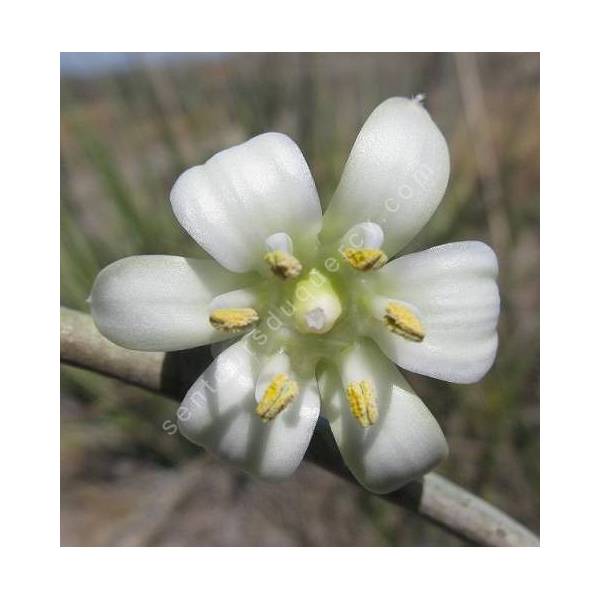 Hesperaloe funifera - Hesperaloe géant