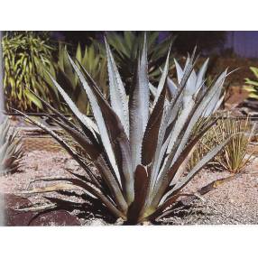 Agave palmeri - Agave de Palmer