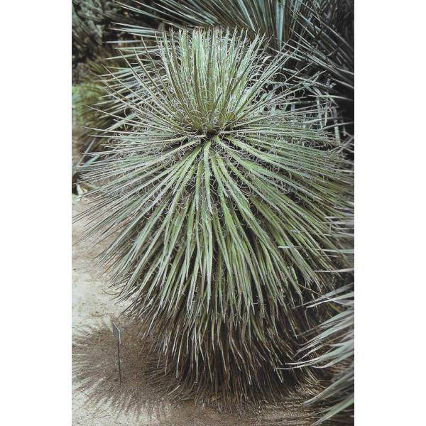 Agave multifilifera Agave multifilifera