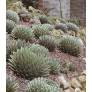 Agave reine Victoria en rocaille sèche