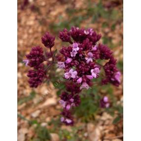 Origanum 'Rosenkuppel' - Marjolaine