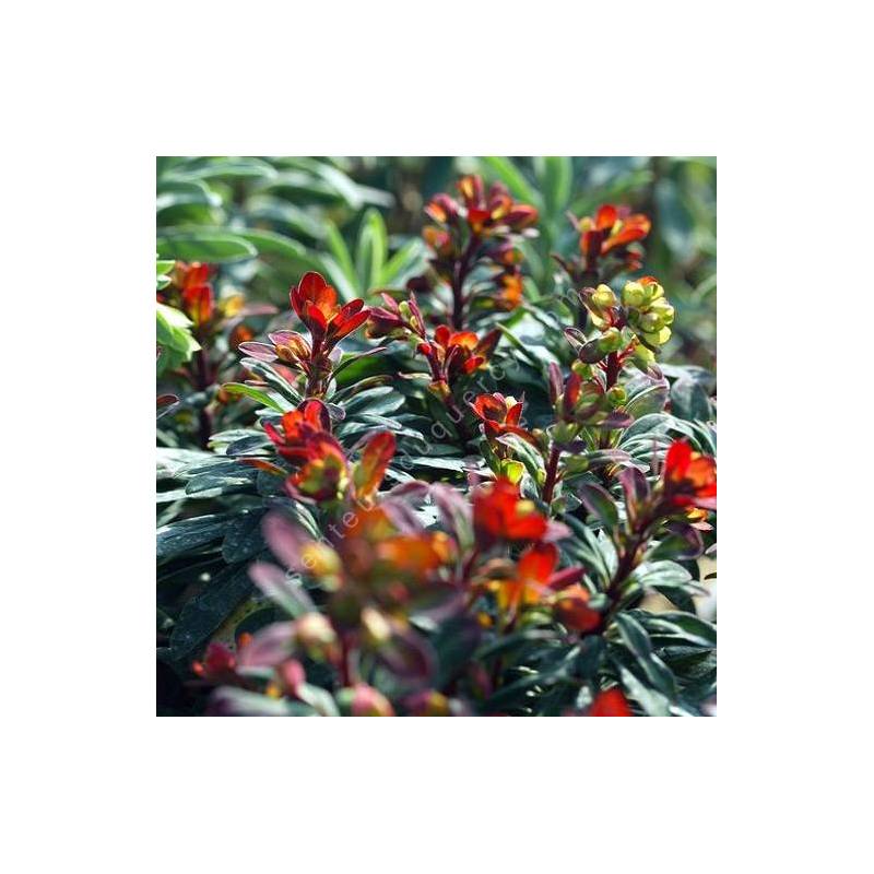 Euphorbia 'Velvet Ruby'