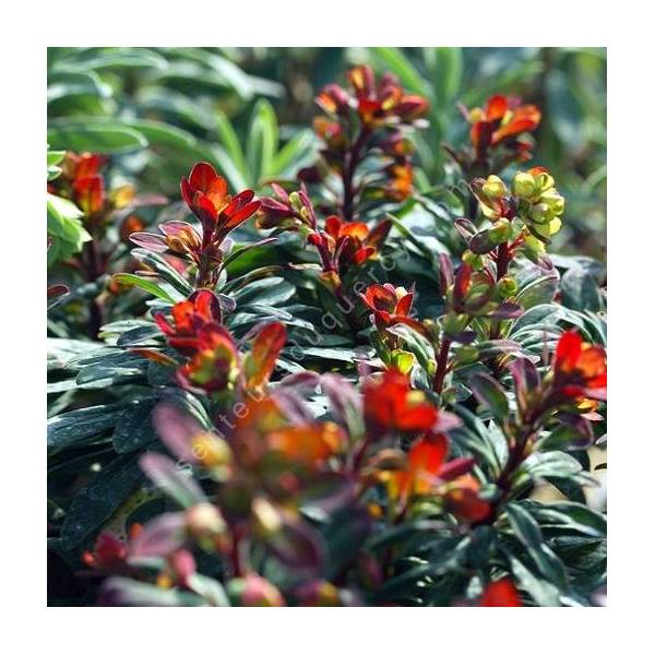 Euphorbia 'Velvet Ruby' Euphorbia 'Velvet Ruby'