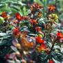 Euphorbia 'Velvet Ruby'