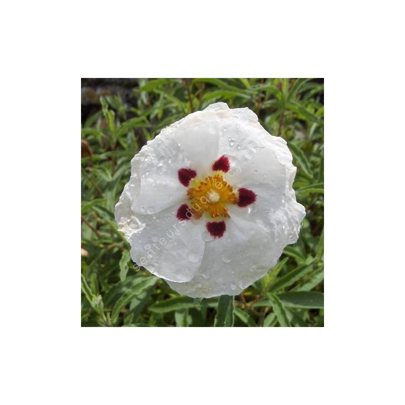 Cistus x purpureus 'Alan Fradd'  - Ciste pourpre à fleur blanche