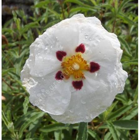 Cistus x purpureus 'Alan Fradd'  - Ciste pourpre à fleur blanche