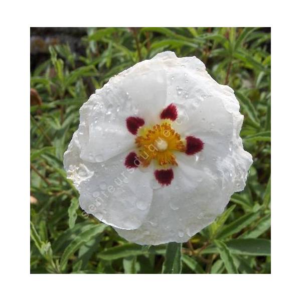 Cistus x purpureus 'Alan Fradd'