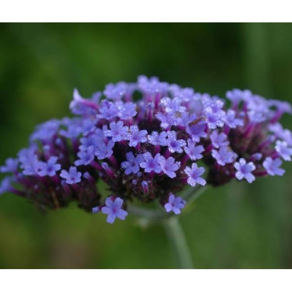 Verbena bonariensis, Verveine de Buenos Aires