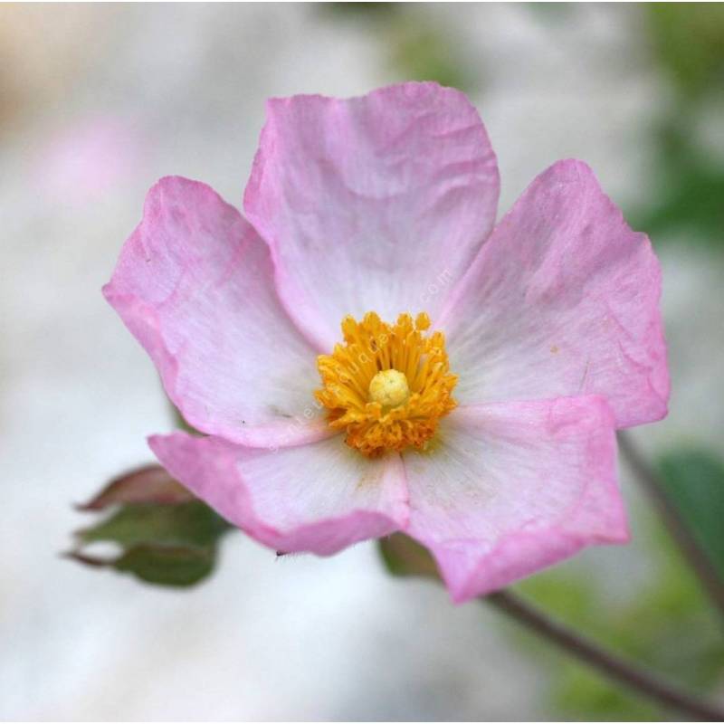 Cistus x lenis 'Grayswood Pink'