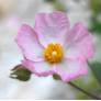 Cistus x lenis 'Grayswood Pink'