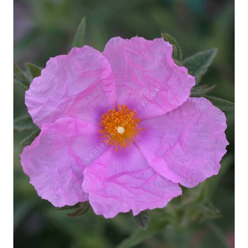 Cistus x pulverulentus