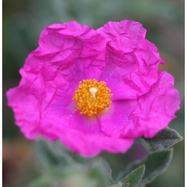 Cistus x crispatus 'Warley Rose'