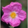 Cistus x argenteus 'Peggy Sammons'