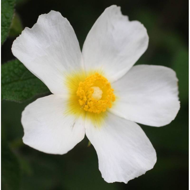 Cistus salviifolius, Ciste à feuille de sauge