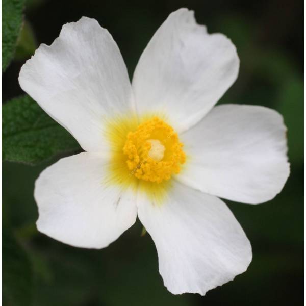 Cistus salviifolius