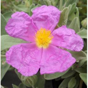 Cistus albidus, Ciste cotonneux