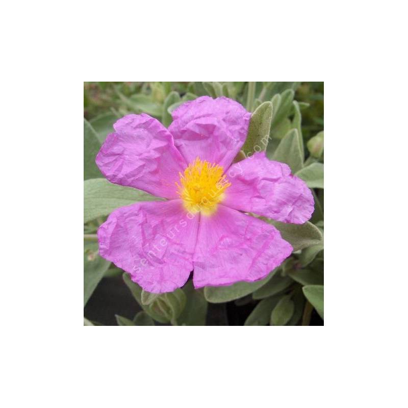 Cistus albidus, Ciste cotonneux