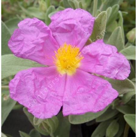 Cistus albidus, Ciste cotonneux