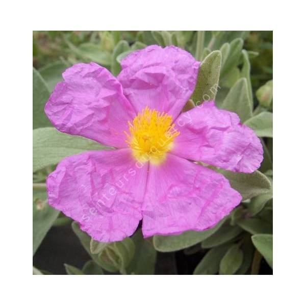 Cistus albidus