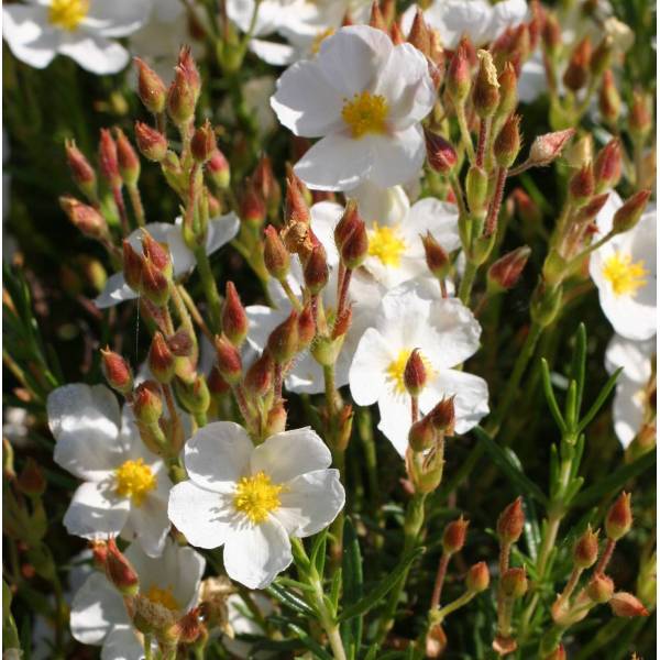 Cistus clusii