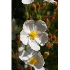 Cistus clusii, Ciste à feuille de romarin