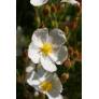 Cistus clusii, Ciste à feuille de romarin