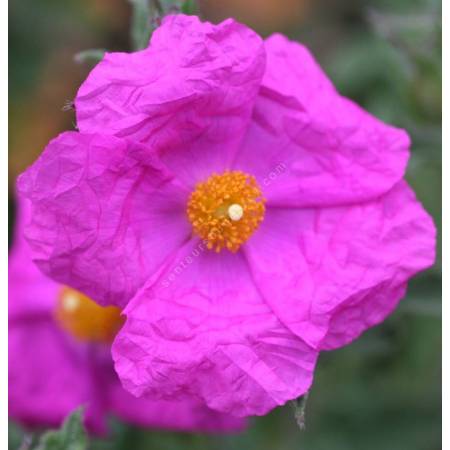 Cistus crispus - Ciste crispé