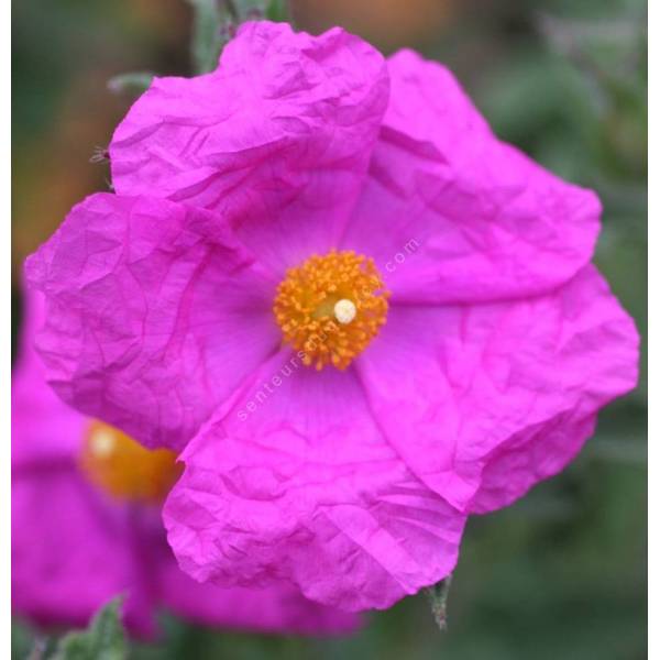 Cistus crispus - Ciste crispé