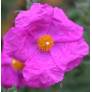 Cistus crispus - Ciste crispé