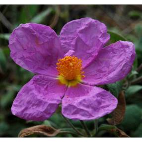 Cistus inflatus