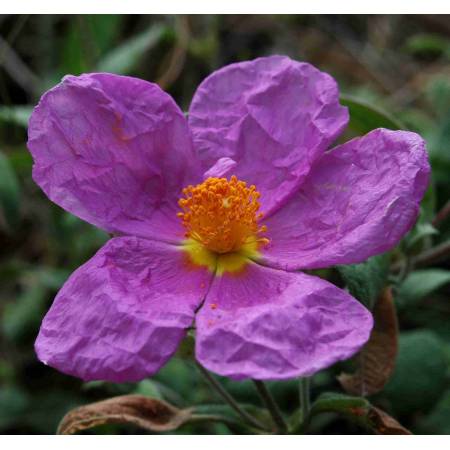 Cistus inflatus