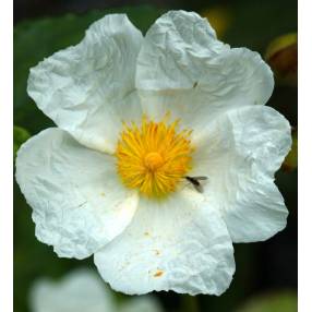 Cistus laurifolius, Ciste à feuille de laurier