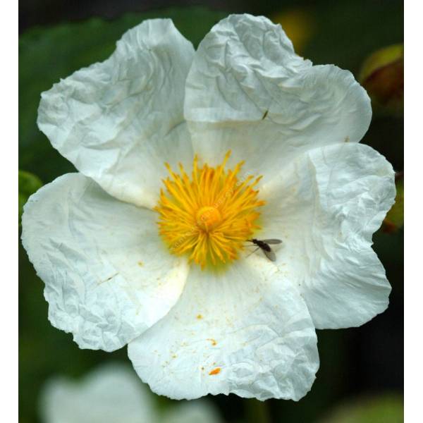 Cistus laurifolius