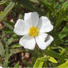 Cistus monspeliensis, Ciste de Montpellier