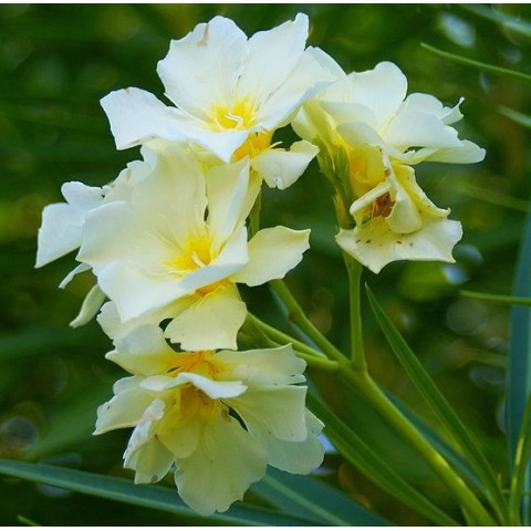 Laurier Rose Luteum Plenum Nerium Jaune Double