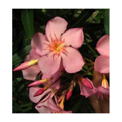 Laurier Rose Soleil Levant Nerium Rose Tendre