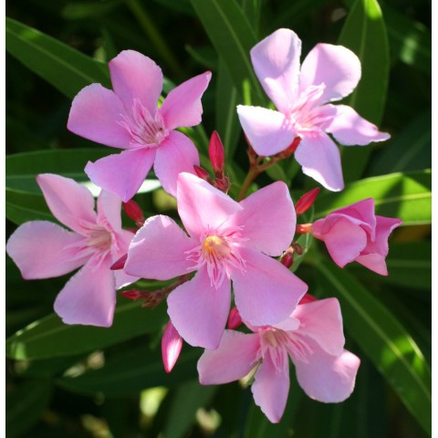 Laurier Rose Villa Romaine Nerium Rose Vif