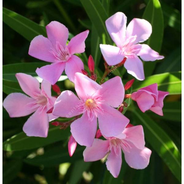 Fleur de Laurier ROse