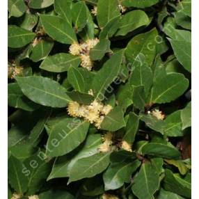 Laurus nobilis - Laurier Sauce