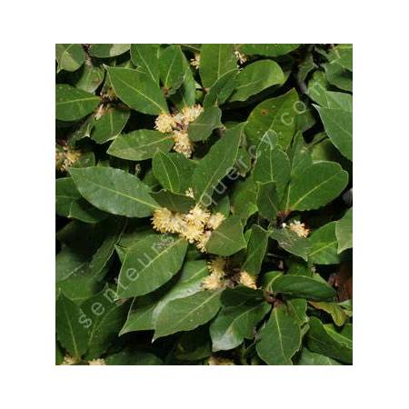 Laurus nobilis - Laurier Sauce